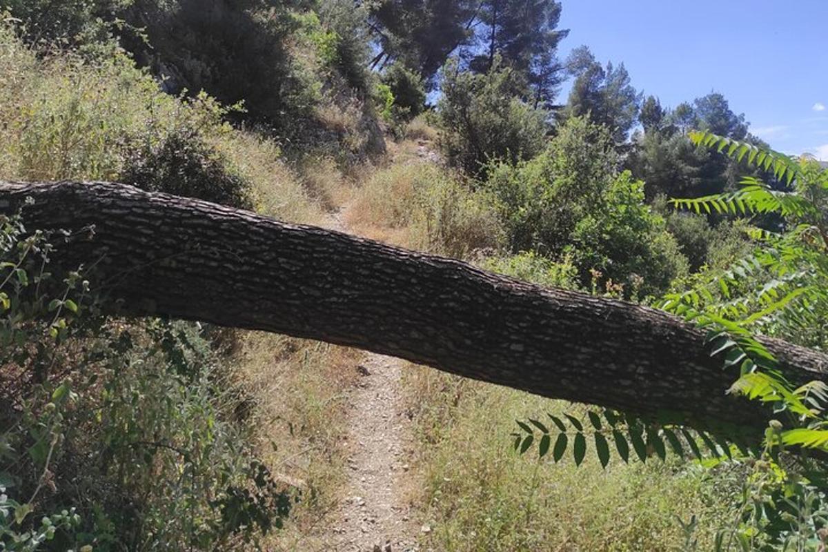 un ramo d'albero adagiato su una strada sterrata