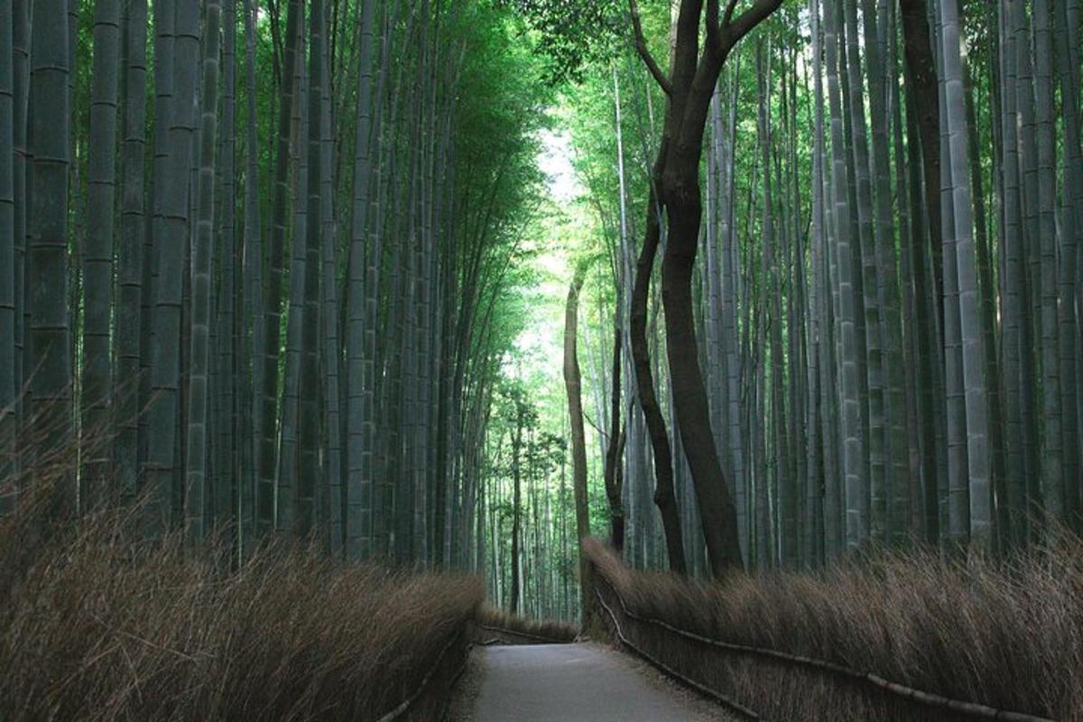 un sentiero in una foresta di bambù con alberi ad alto fusto