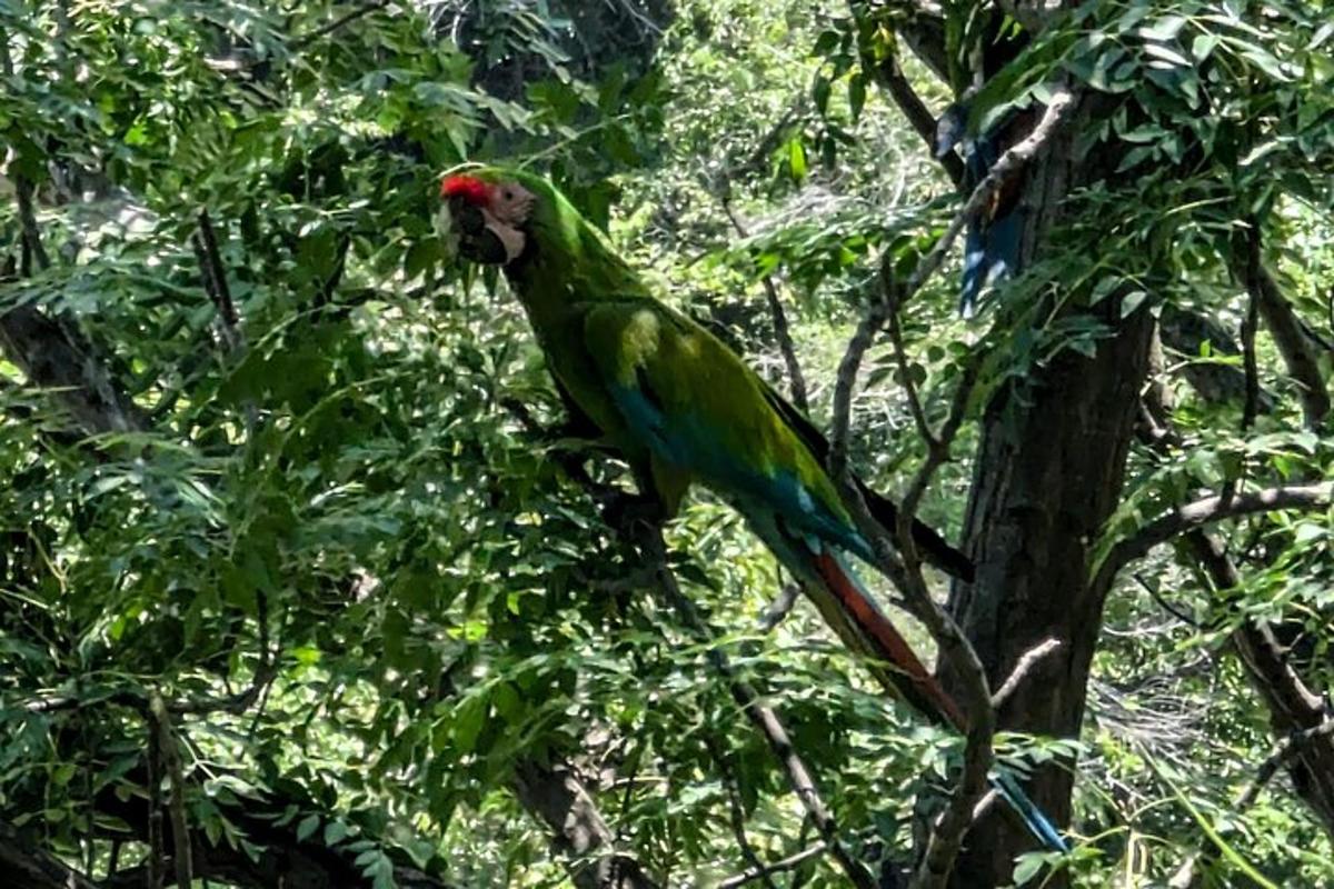 un pappagallo verde seduto su un ramo di un albero