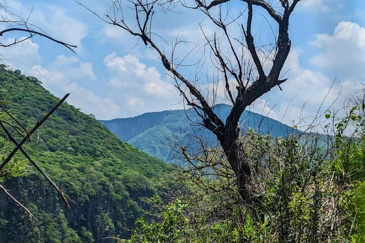 un albero sul fianco di una collina con montagne
