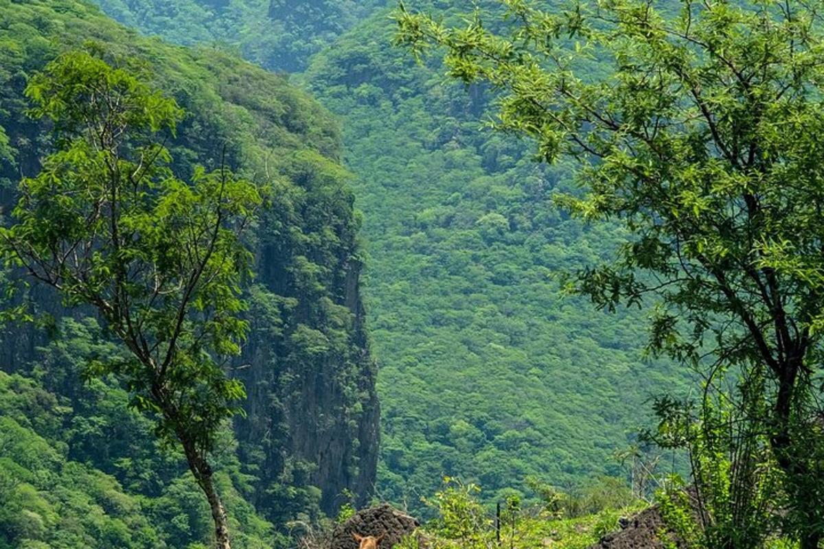 una vista di una montagna con alberi in primo piano