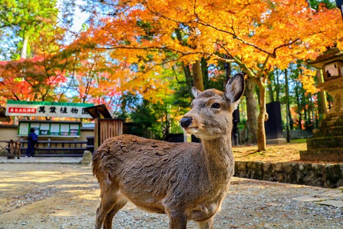 1枚目の観光スポット・アクティビティの写真