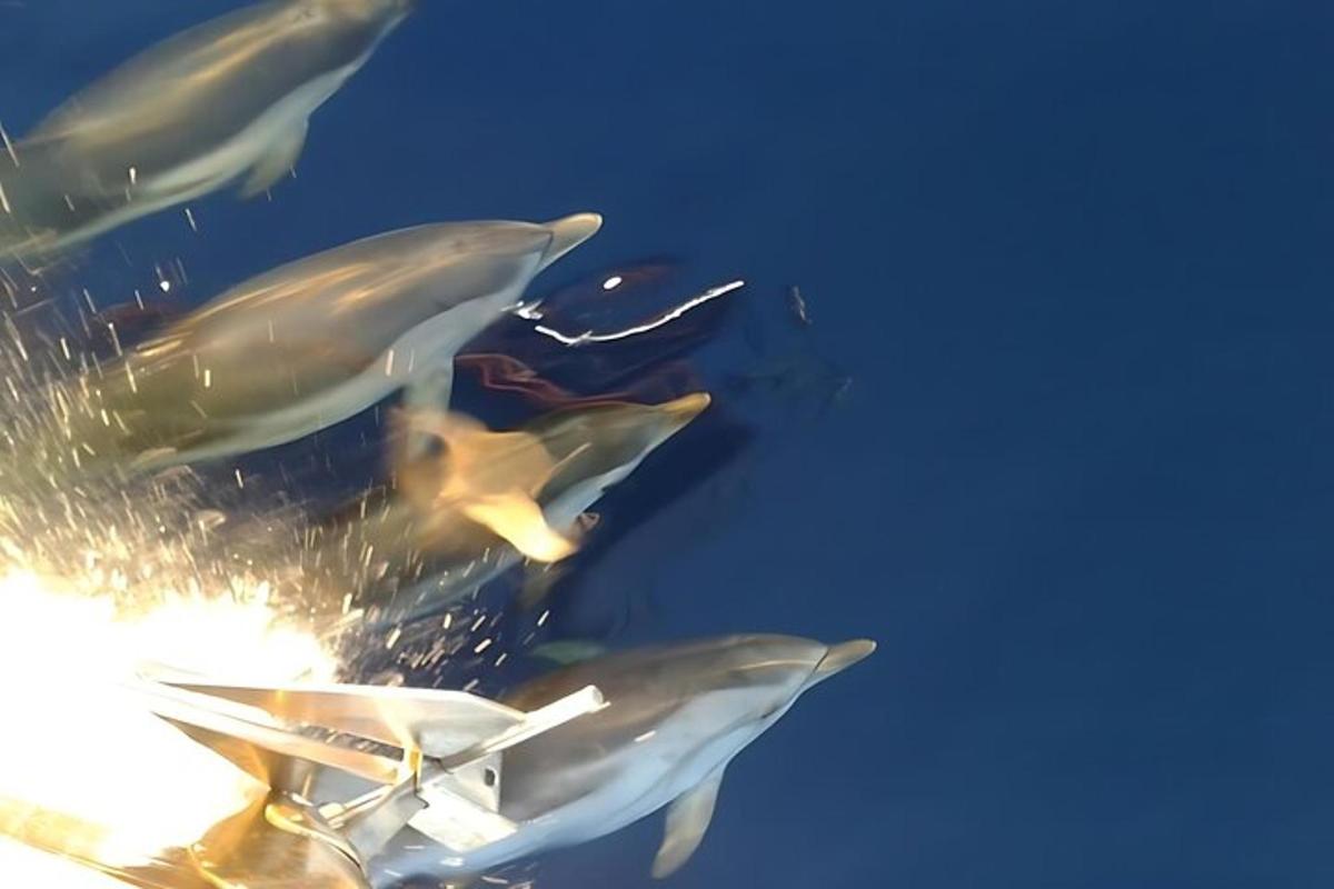 un grupo de delfines nadando en el agua