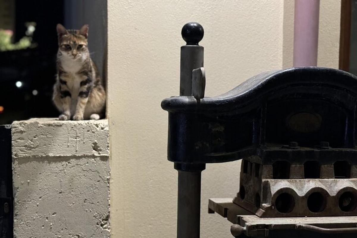 un gatto seduto sul davanzale di un edificio