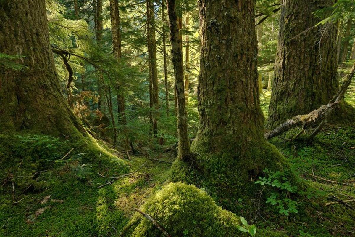 hutan dengan dua pokok dengan lumut di atas tanah