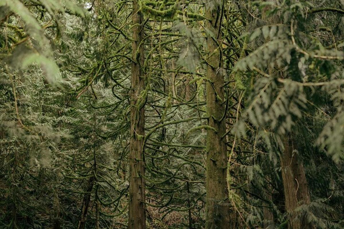 sekumpulan pokok di dalam hutan