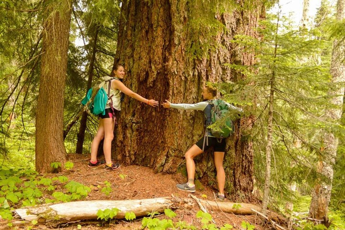 dua orang berdiri di sekeliling pokok di dalam hutan