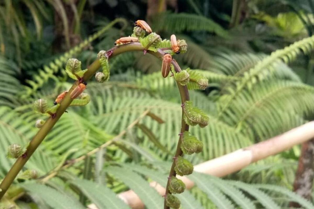 cận cảnh một cây có lá xanh