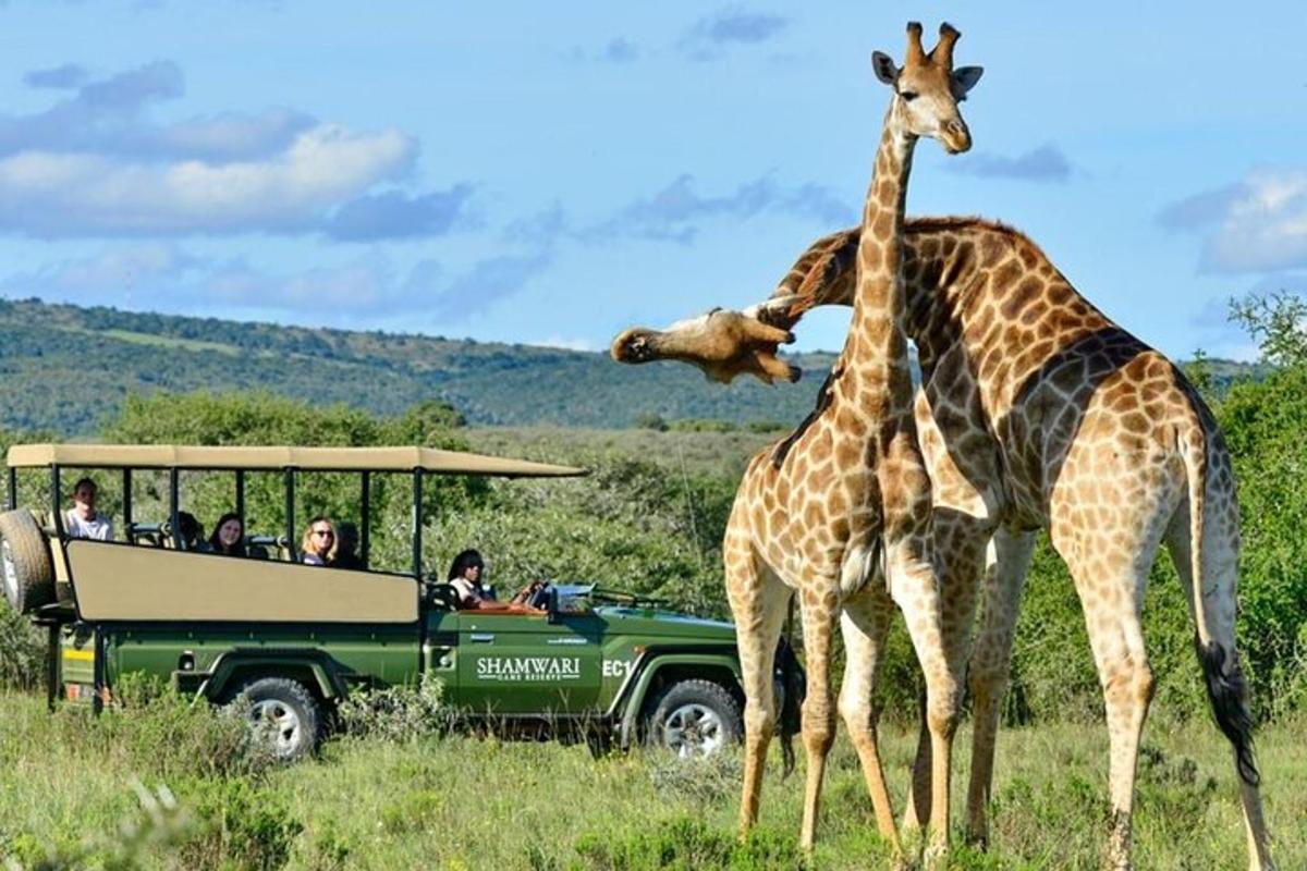 due giraffe in piedi accanto a una jeep con delle persone