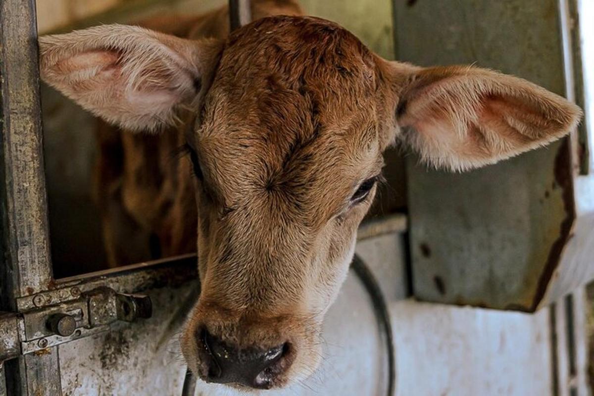 una mucca marrone che sporge la testa da una porta