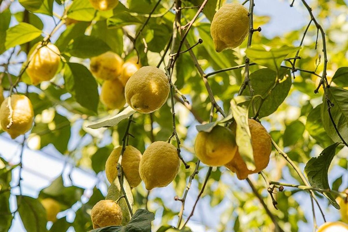 un mazzo di limoni appeso a un albero