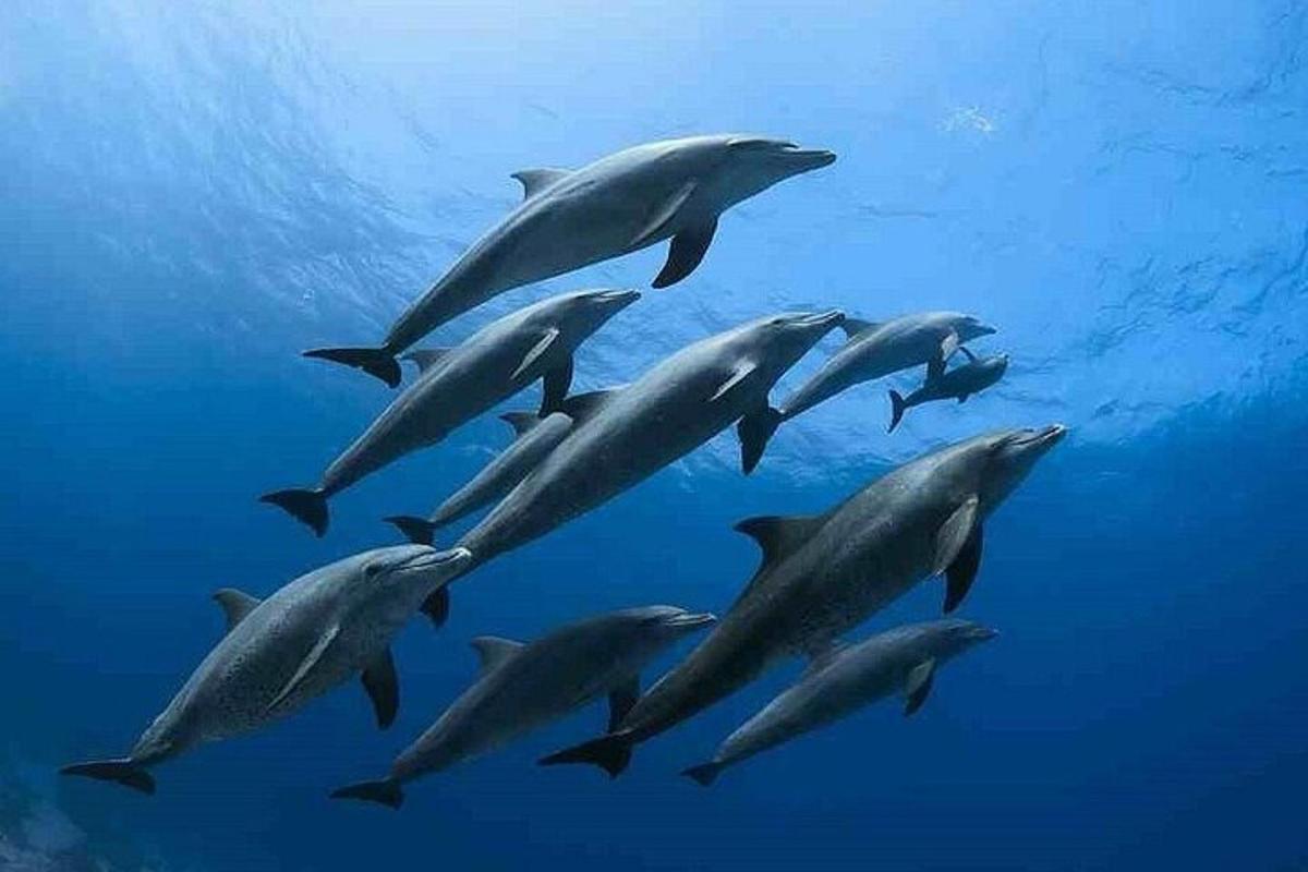 egy csoport delfin úszik a vízben