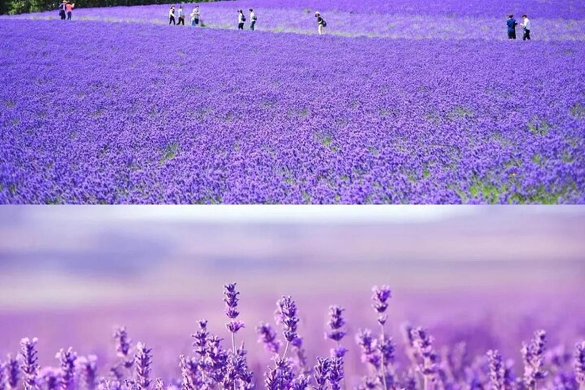 two pictures of a field of purple flowers
