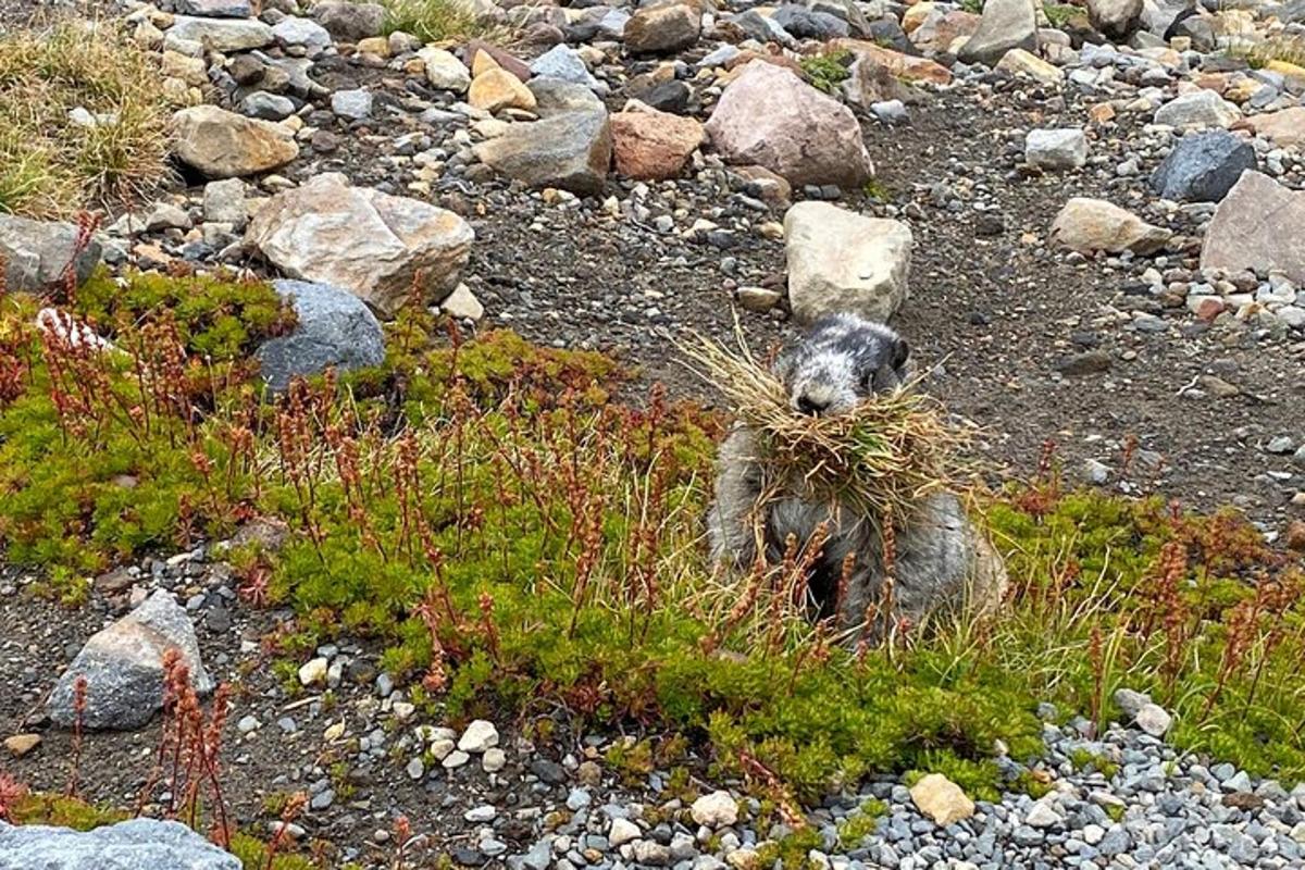 koala sēž zālē uz akmeņaina lauka