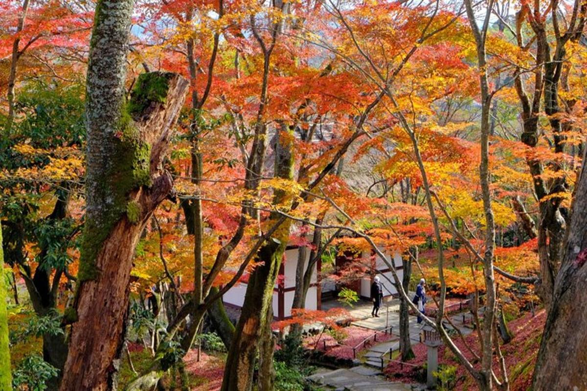 a group of trees with colorful leaves on them