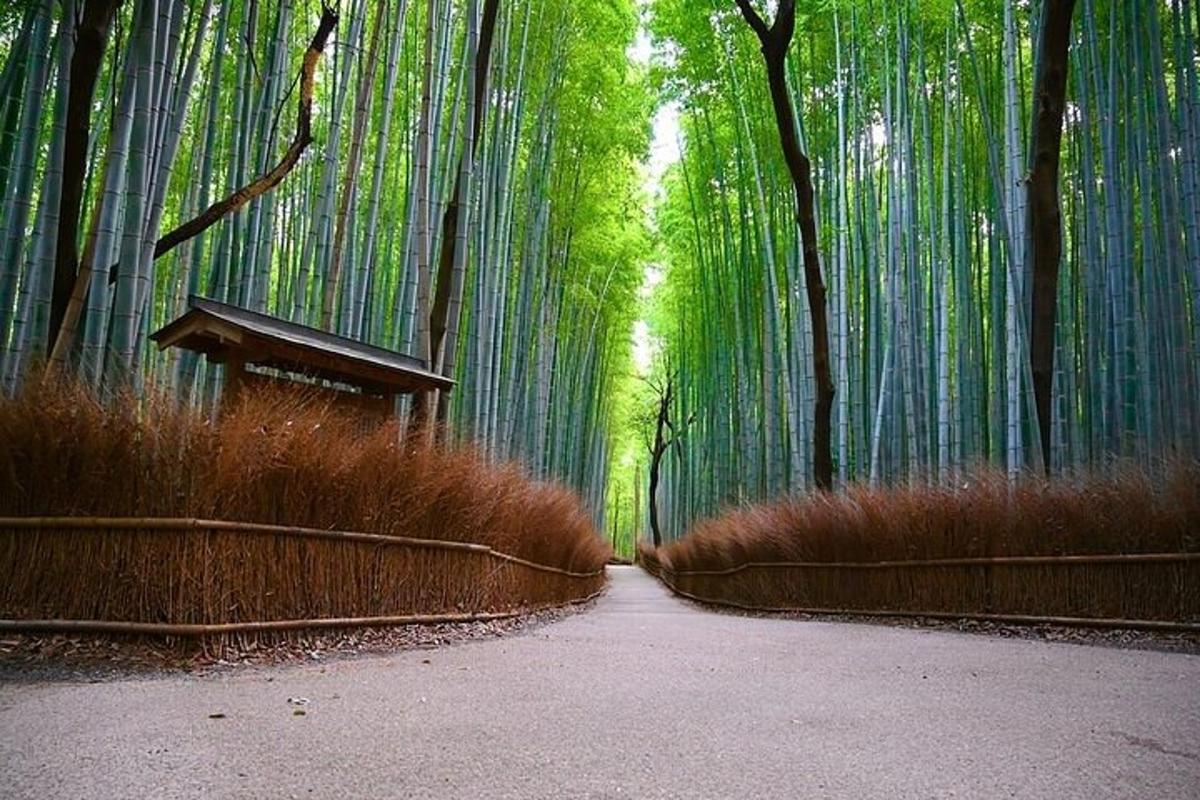 a mural of a bamboo forest with a pathway