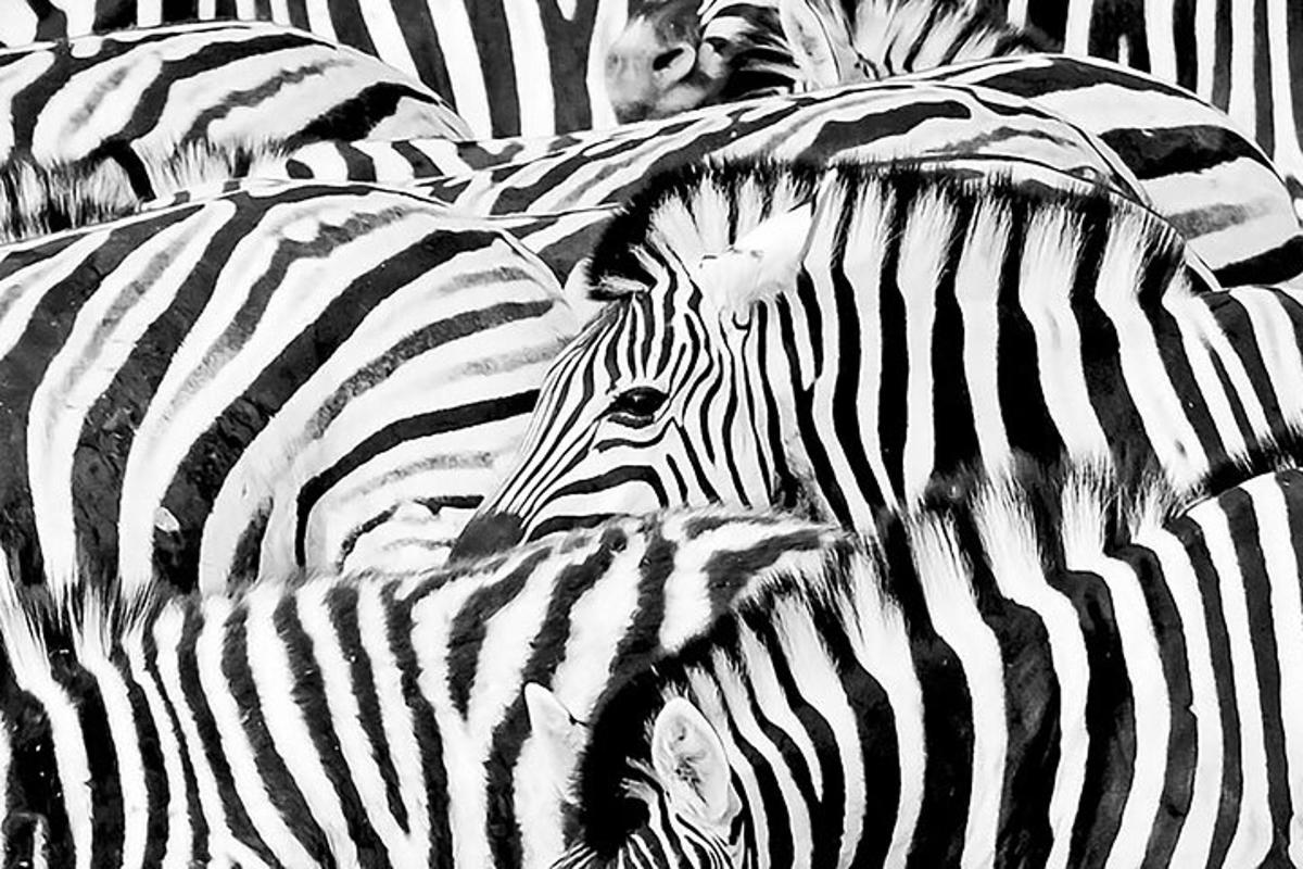 a herd of zebras standing next to each other