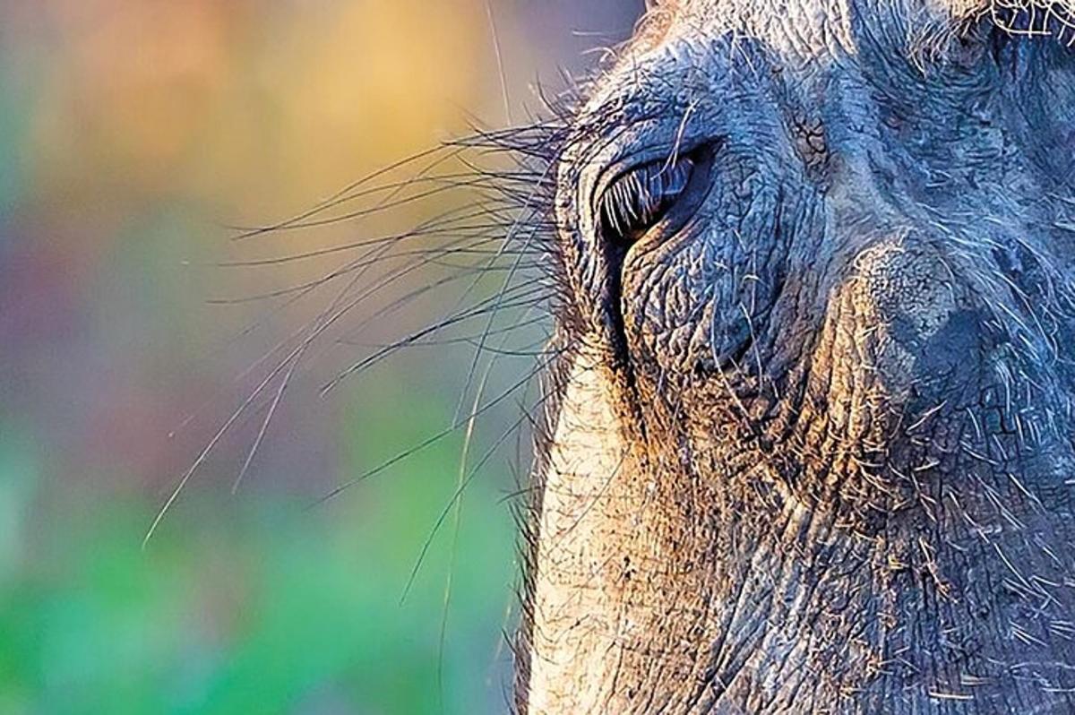 a close up of the eye of an elephant