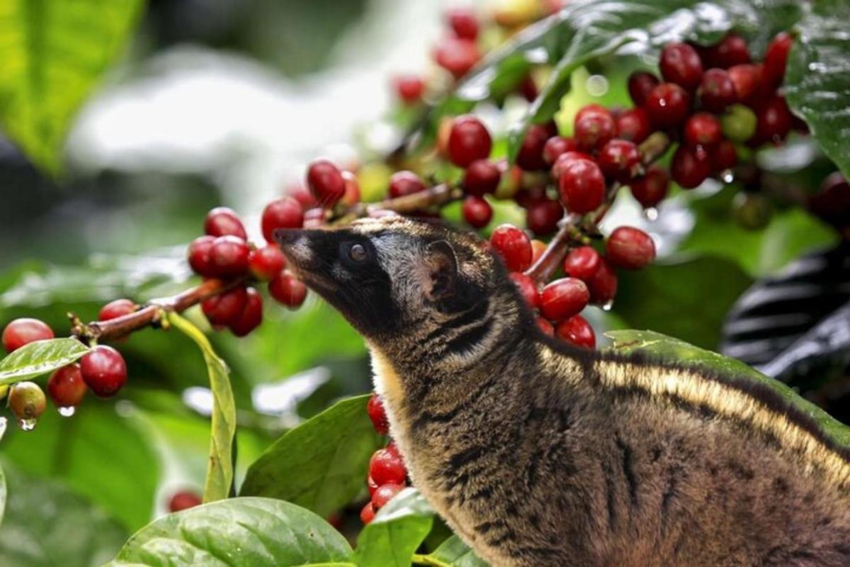 un pájaro comiendo bayas de la rama de un árbol