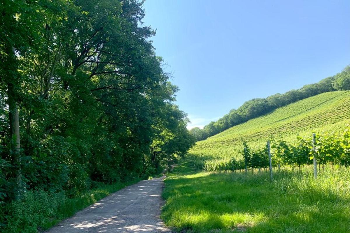 una strada sterrata con alberi sul fianco di una collina