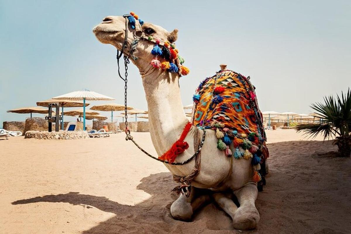 Ein Kamel sitzt auf dem Sand am Strand