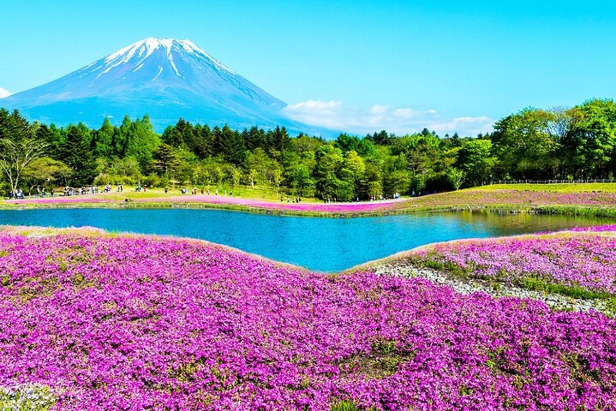 Una montaña con flores moradas frente a un lago.