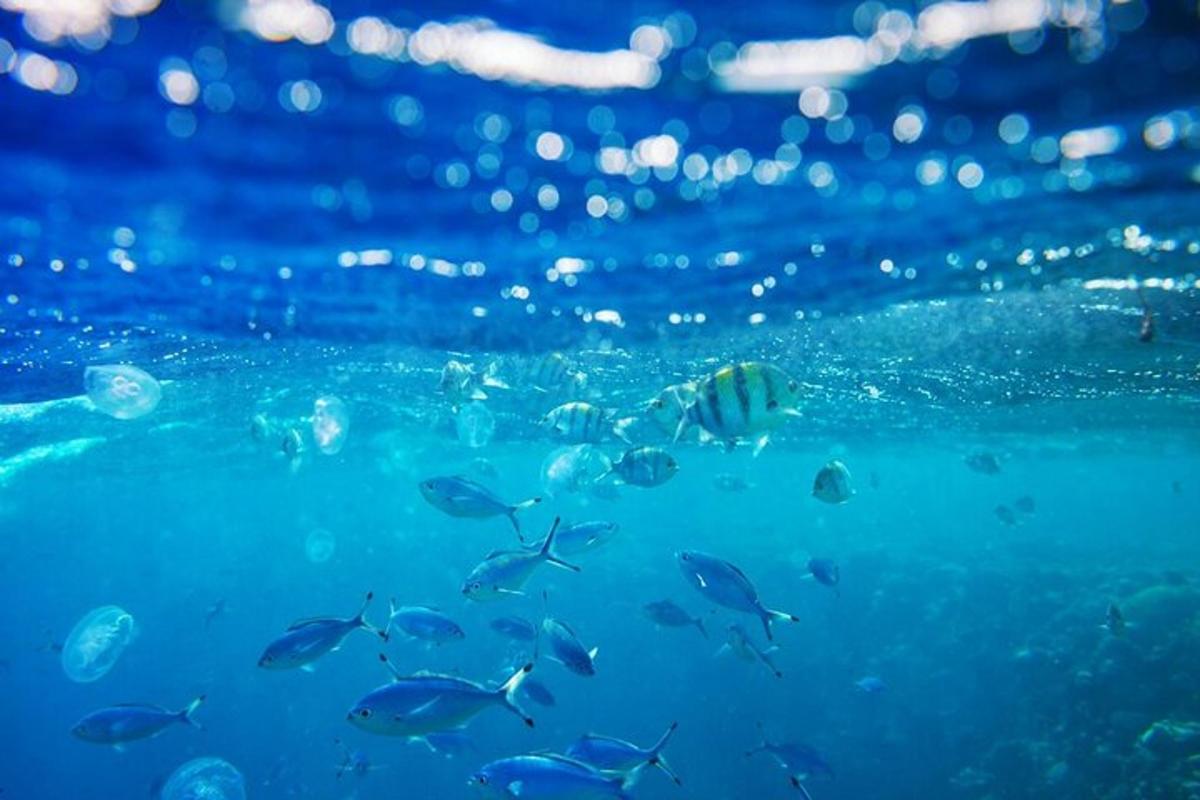 isang grupo ng mga isda na lumalangoy sa tubig