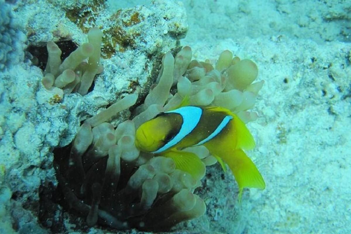 een gele en blauwe vis in een koraalrif