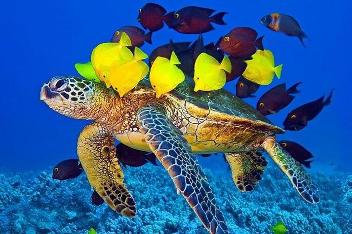 o broască țestoasă verde cu flori pe spate înotând în ocean