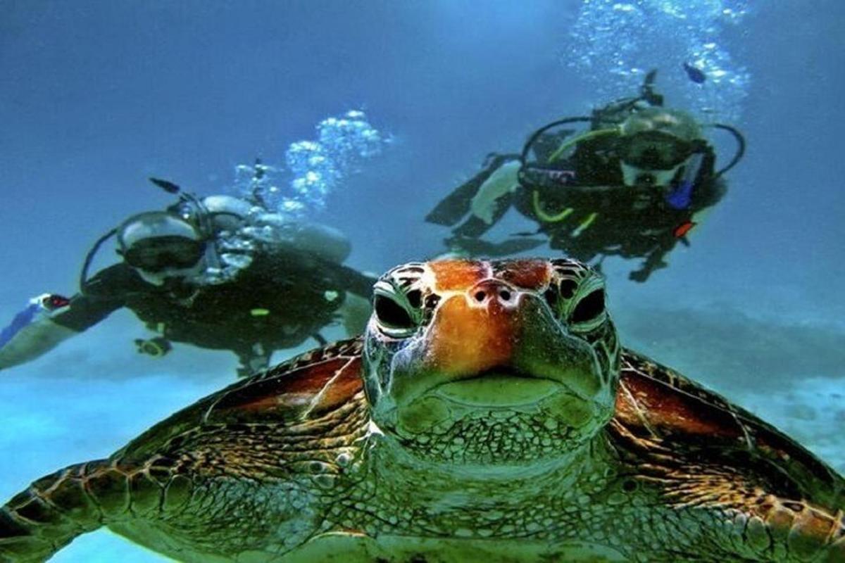 зелена морська черепаха та двоє людей у воді
