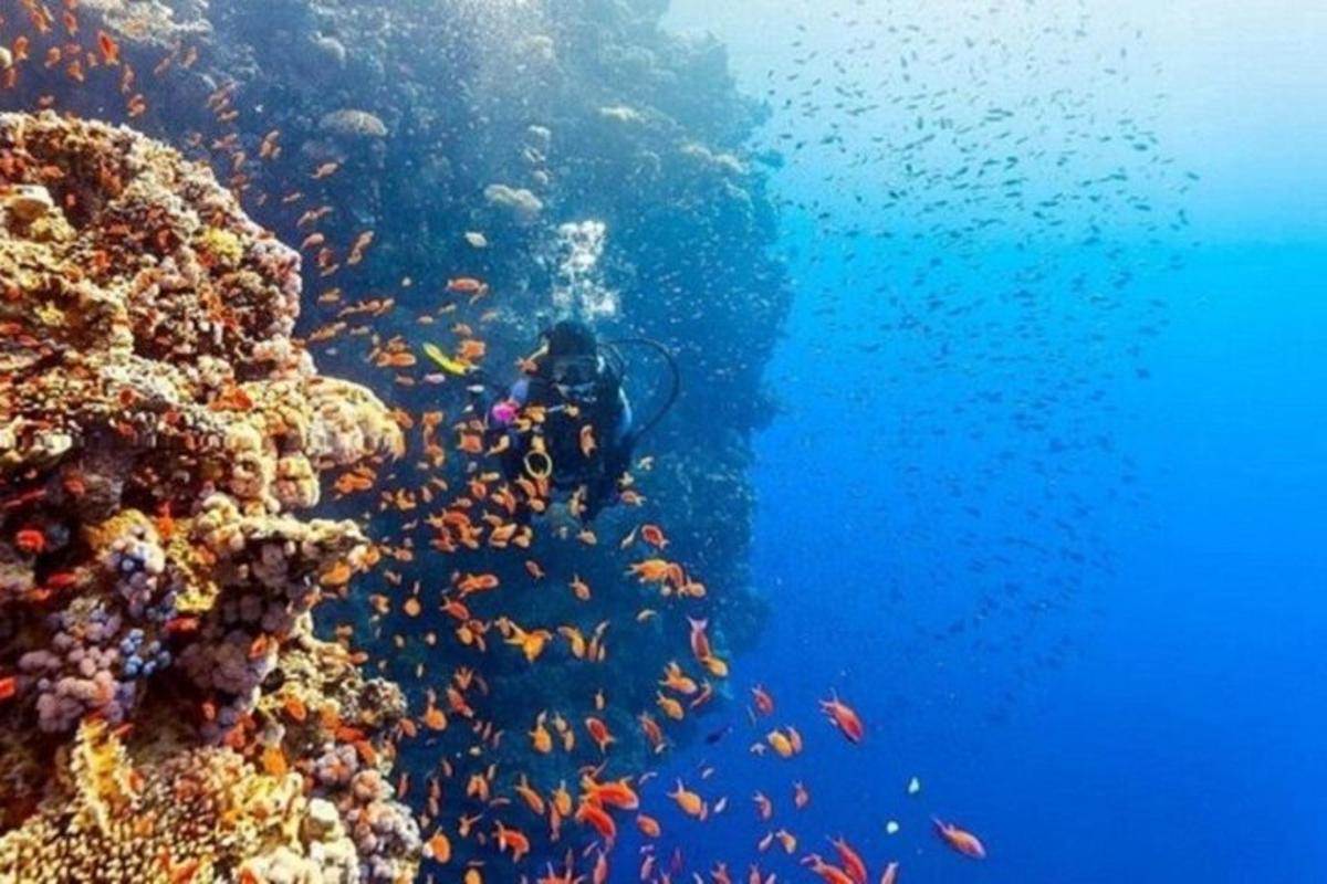potápěč v oceánu vedle korálového útesu