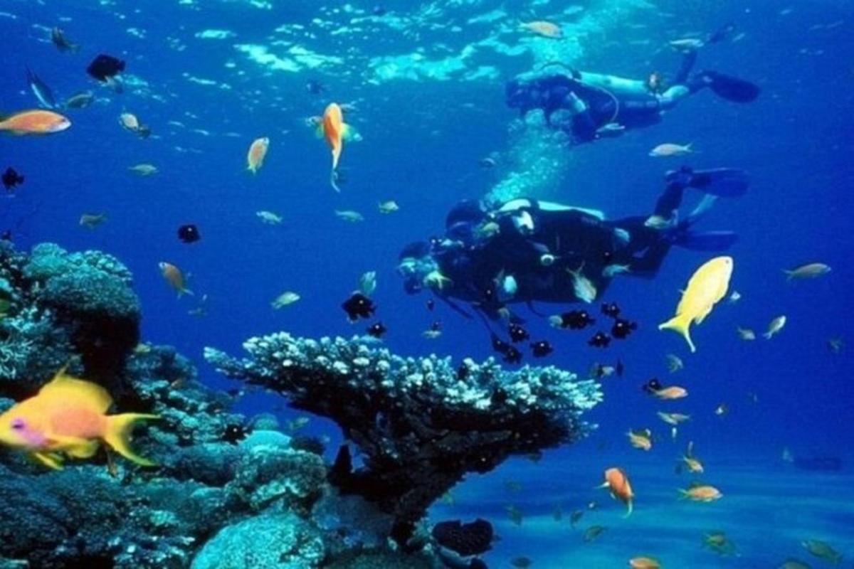 un grup de oameni care înoată în ocean cu pești
