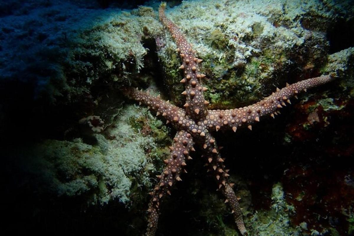 Una gran estrella de mar marrón en el arrecife