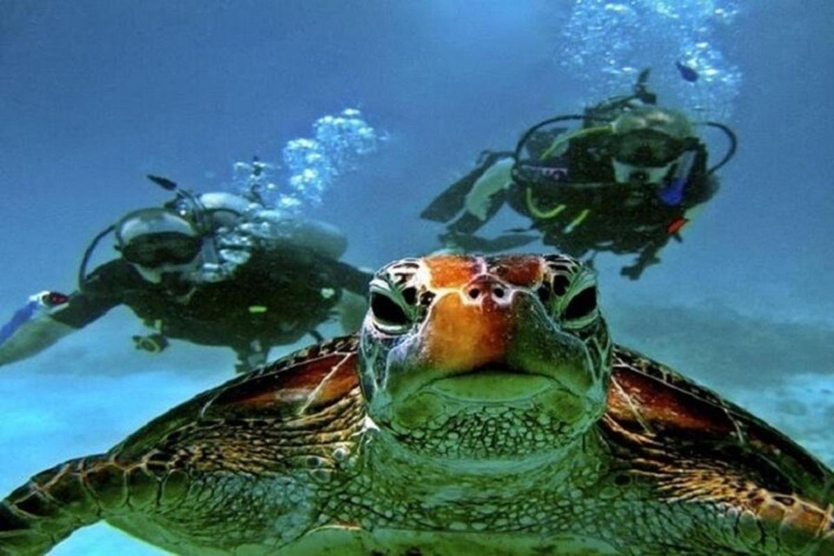 Una tortuga verde y dos personas en el agua