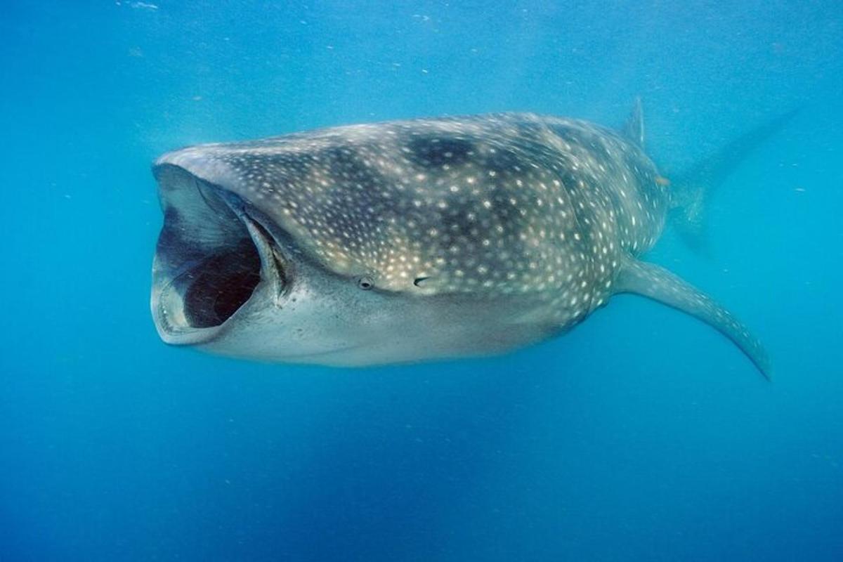 a whale shark swimming in the blue water