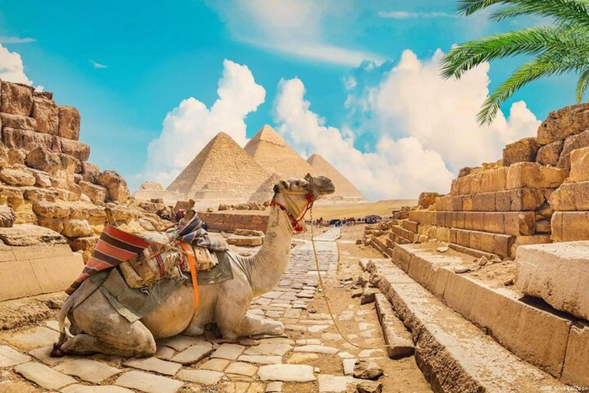 جمل يقف أمام الأهرامات