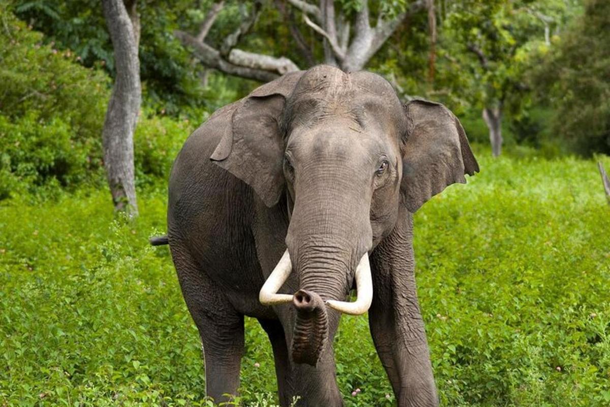 an elephant with tusks standing in a field