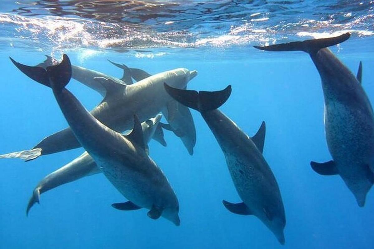 un grup de delfini înotând în apă