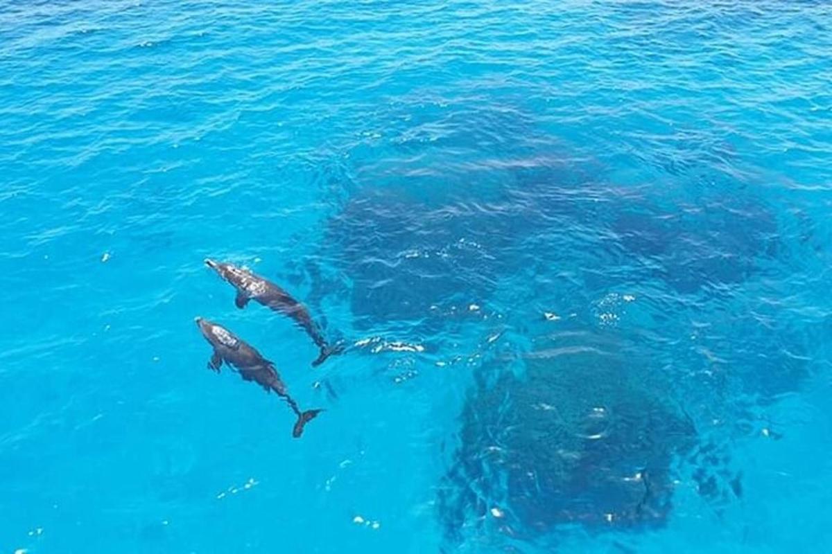 un grup de delfini înotând în apă