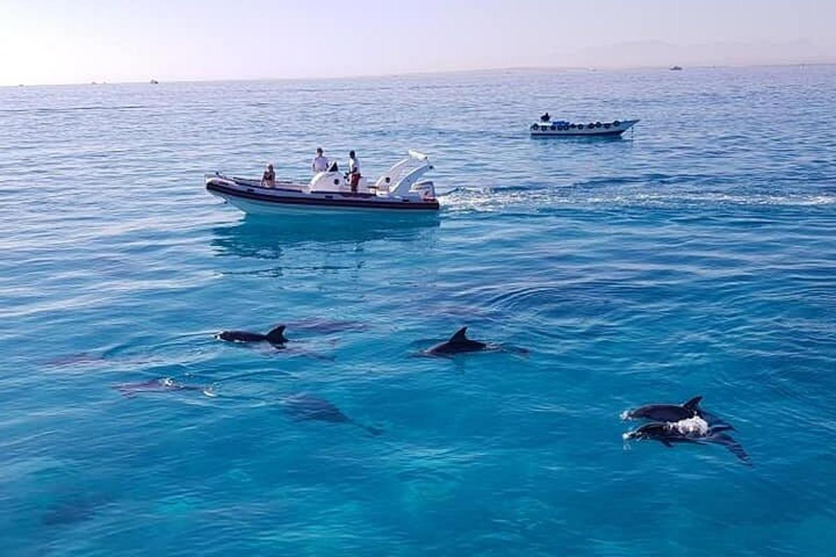 un grup de delfini înotând în apă lângă o barcă