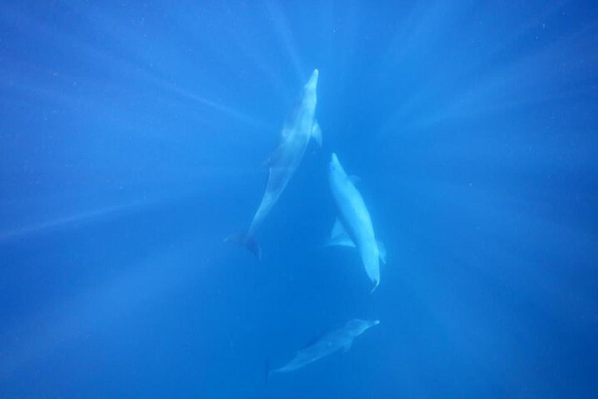 delfin, ki plava v vodi v oceanu