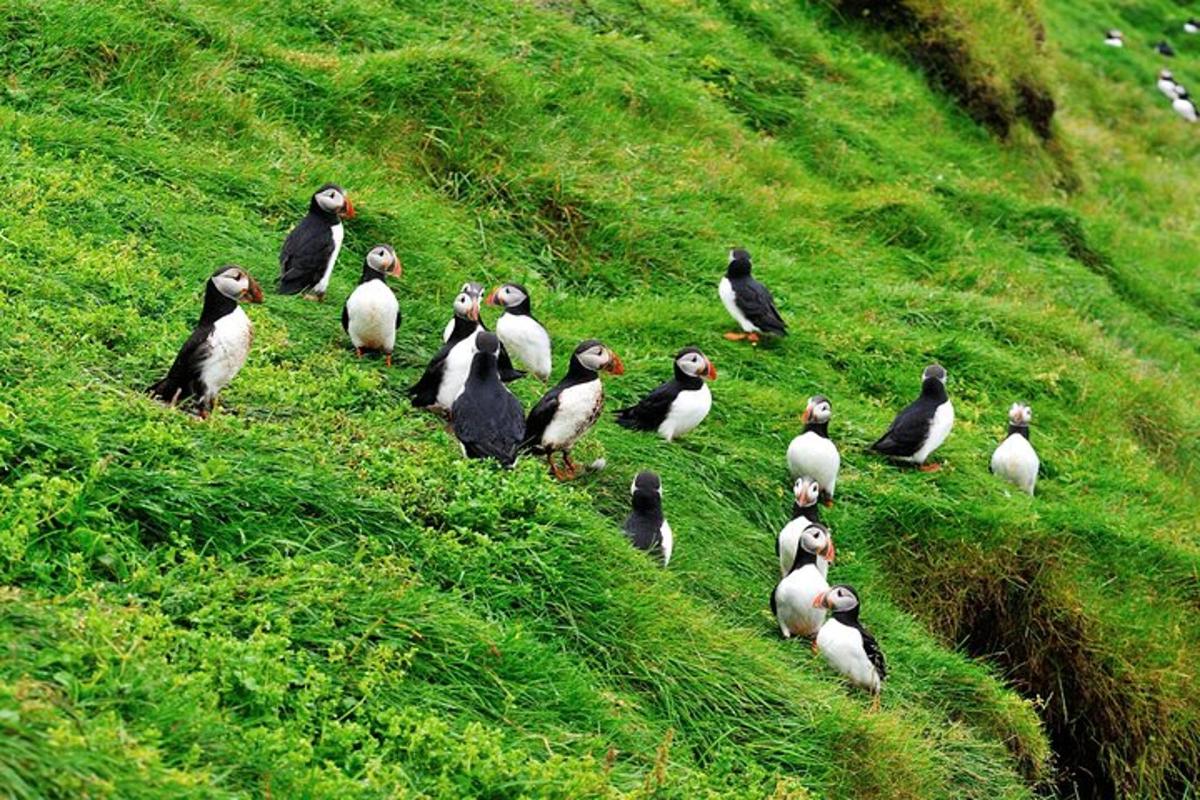 a flock of penguins walking on a grassy hill