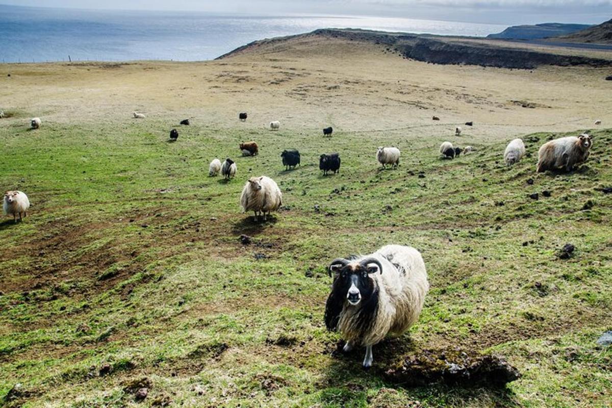 a herd of sheep grazing on a grassy field