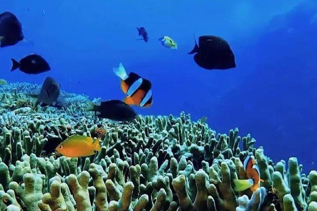 un gruppo di pesci che nuotano su una barriera corallina
