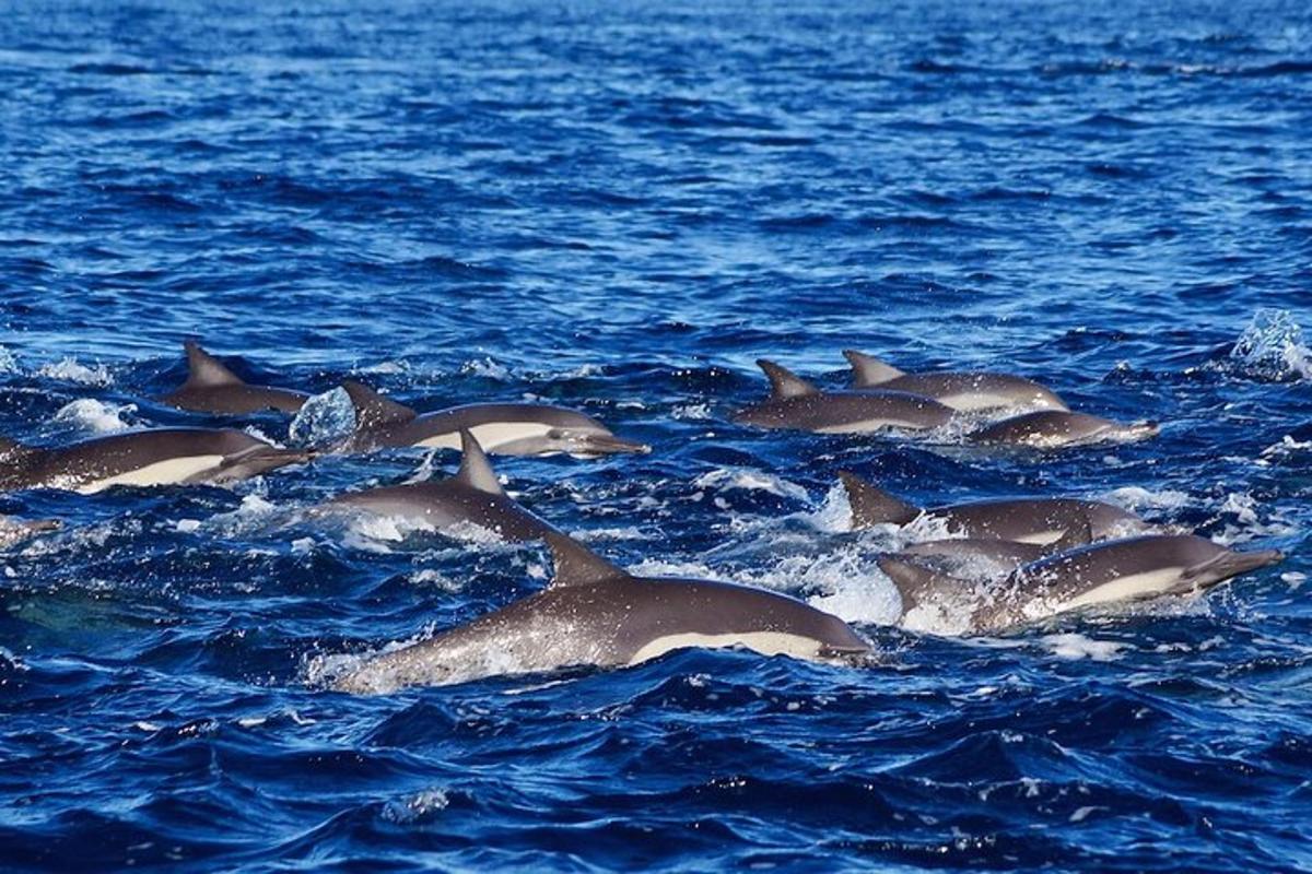 eine Gruppe von Delfinen, die im Wasser schwimmen