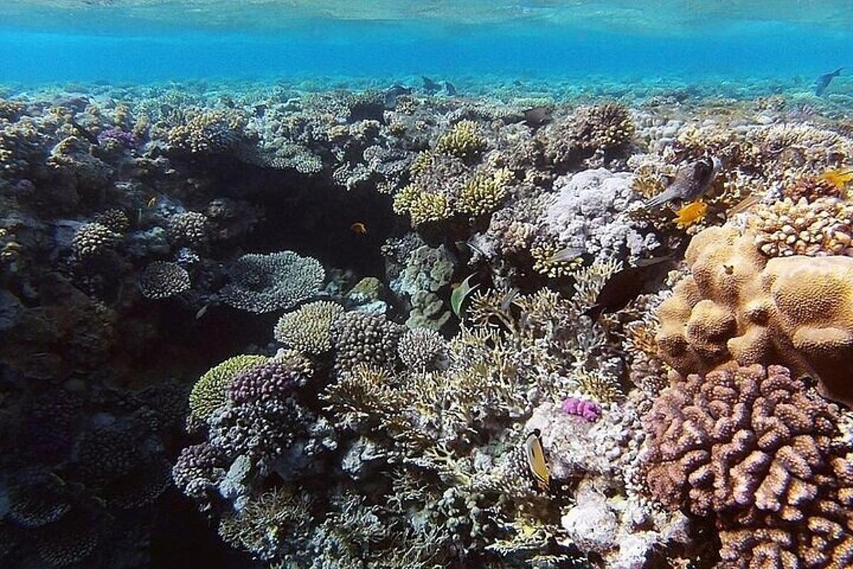 a coral reef with lots of fish on it