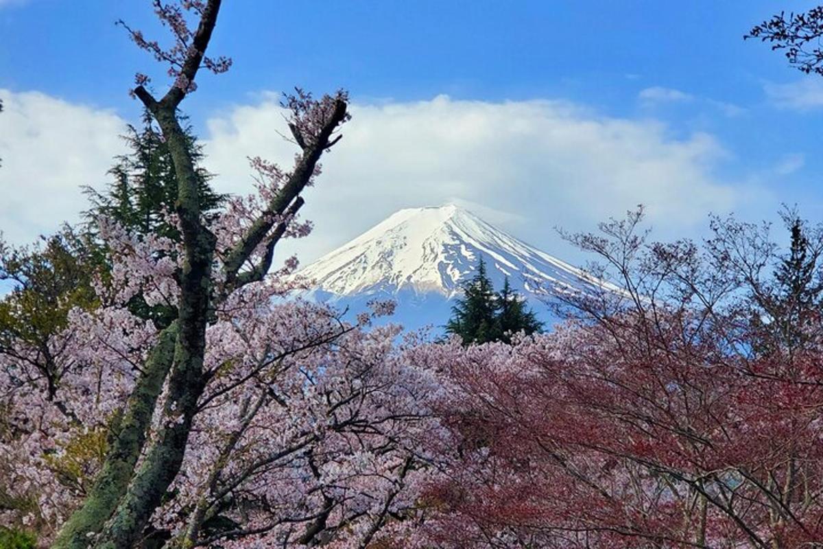 uma montanha coberta de neve ao longe com árvores
