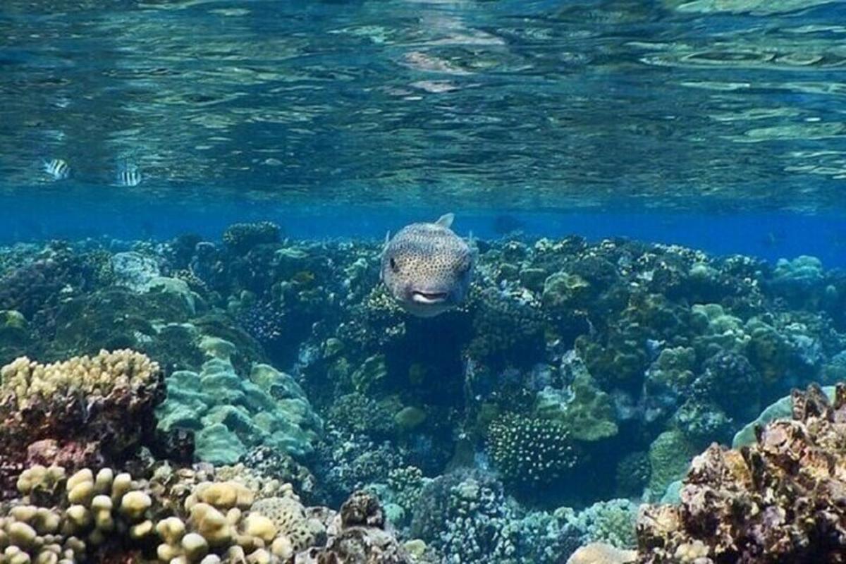 ein Fisch, der über einem Korallenriff schwimmt
