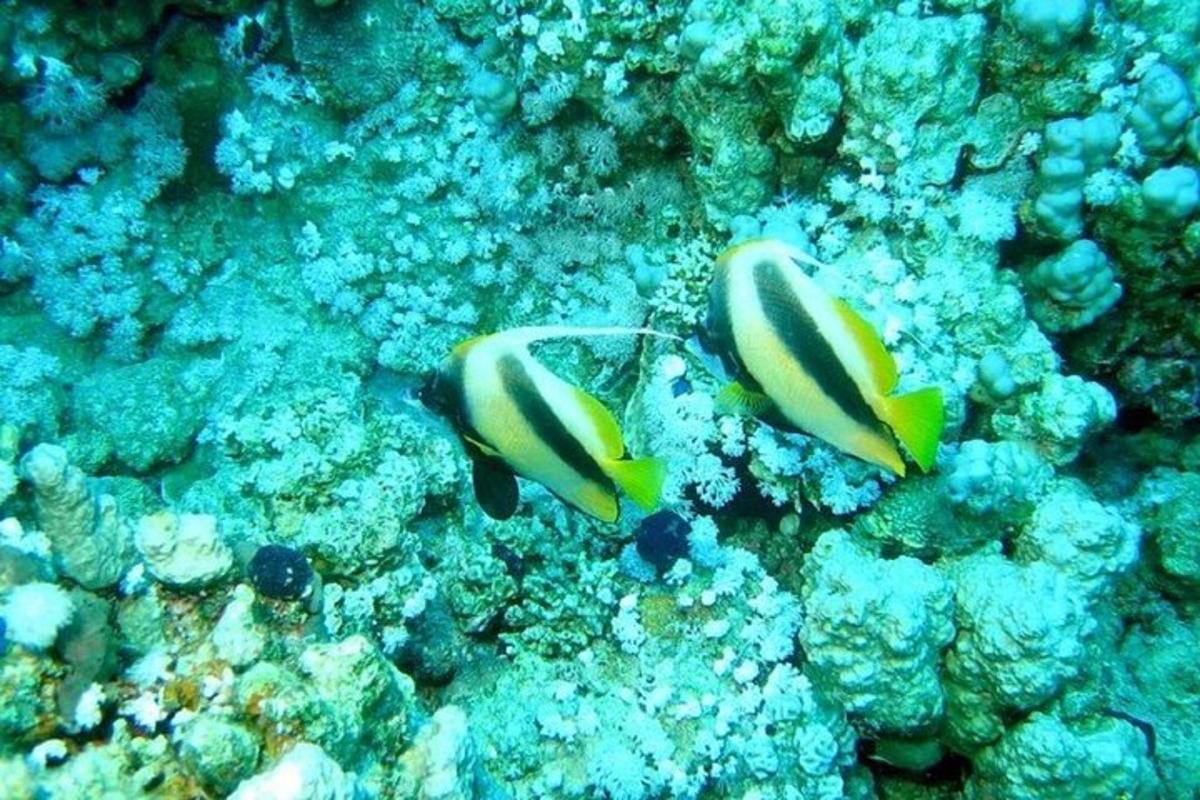 海で泳ぐ魚が数匹