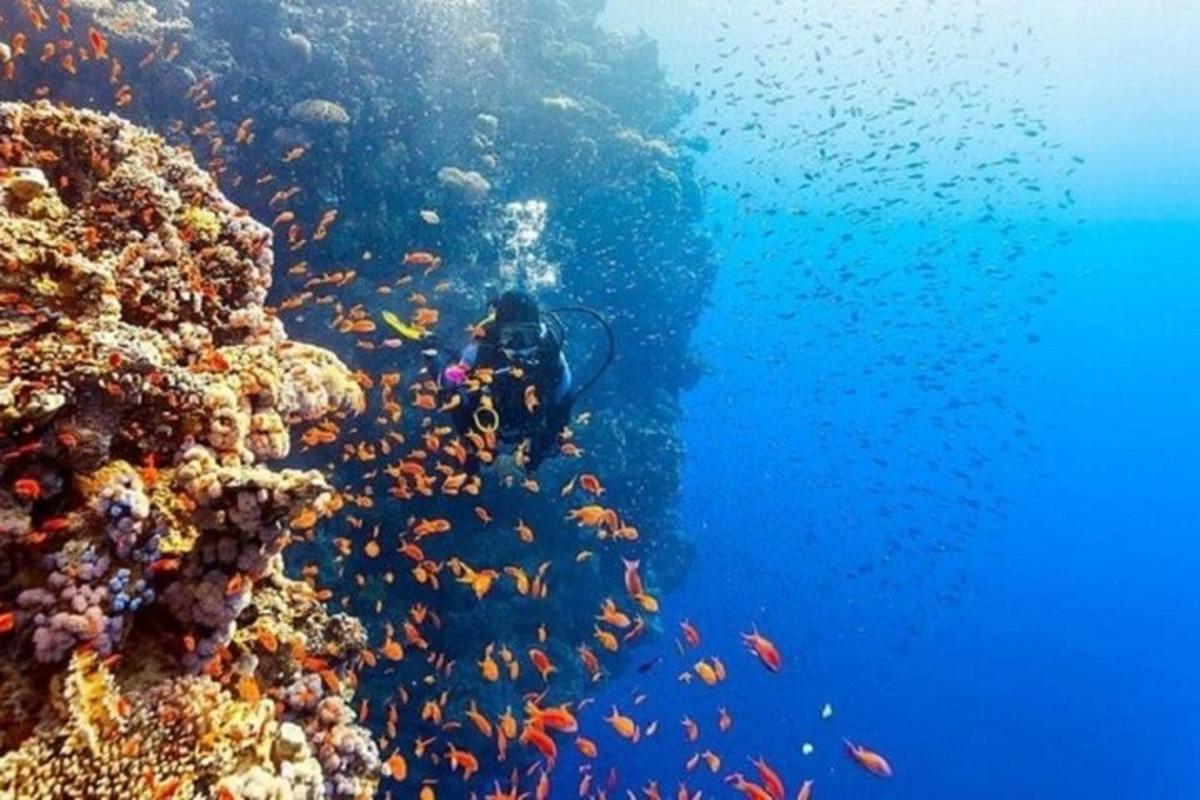 potápěč v oceánu vedle korálového útesu